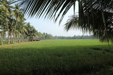 Kırsal alanda bir kulübe.