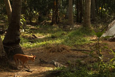 Kırsal bölgede köpek var.
