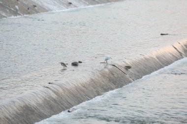 Sudaki Kuş Turnaları