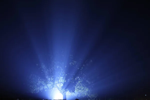 Lumières Décoration Sur Arbre — Photo