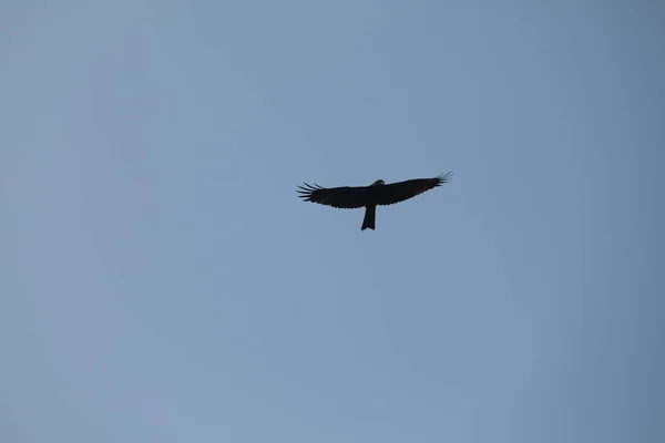 Vogeladler Fliegt Den Himmel — Stockfoto