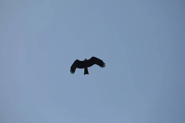 Ave Águia Voando Céu — Fotografia de Stock