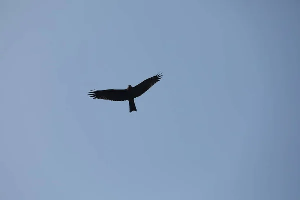 Vogeladler Fliegt Den Himmel — Stockfoto
