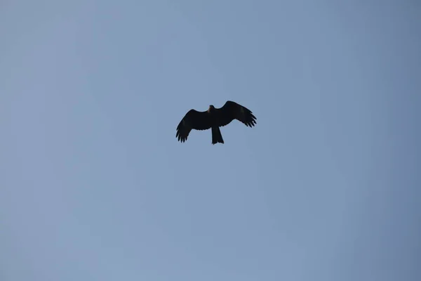 Vogeladler Fliegt Den Himmel — Stockfoto