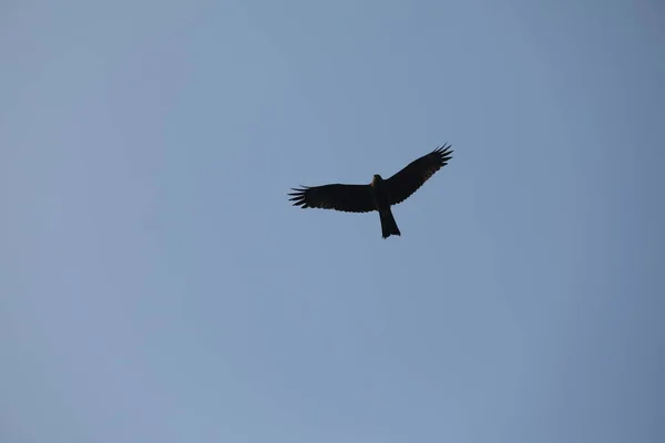 Kuş Kartal Gökyüzünde Uçuyor — Stok fotoğraf