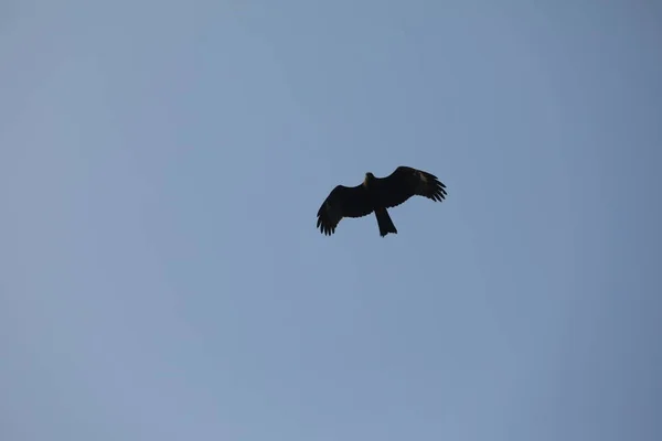 Vogeladler Fliegt Den Himmel — Stockfoto