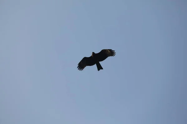 Vogeladler Fliegt Den Himmel — Stockfoto