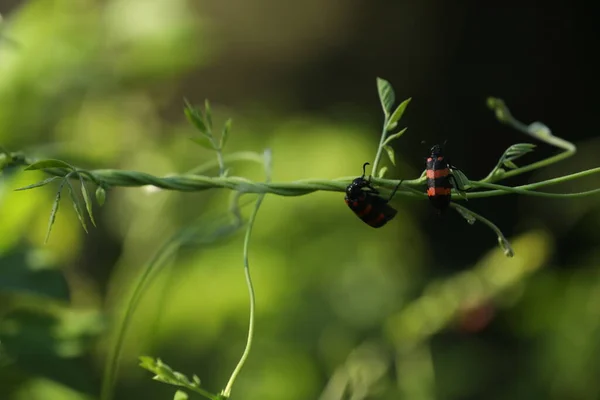 Insect Fly Plant — Zdjęcie stockowe