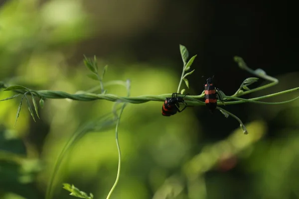 Комахи Літають Рослині — стокове фото