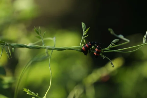 Insect Fly Plant — Zdjęcie stockowe