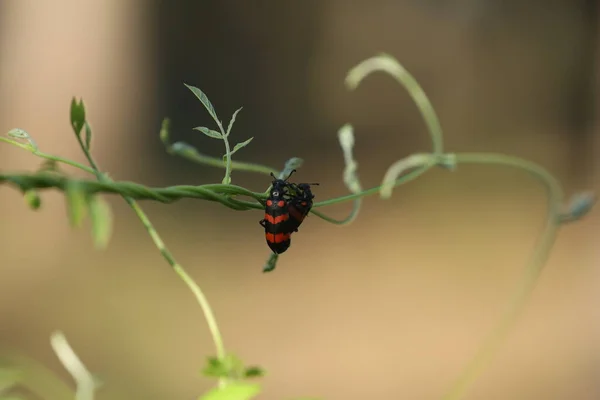 Insekten Fliegen Auf Eine Pflanze — Stockfoto
