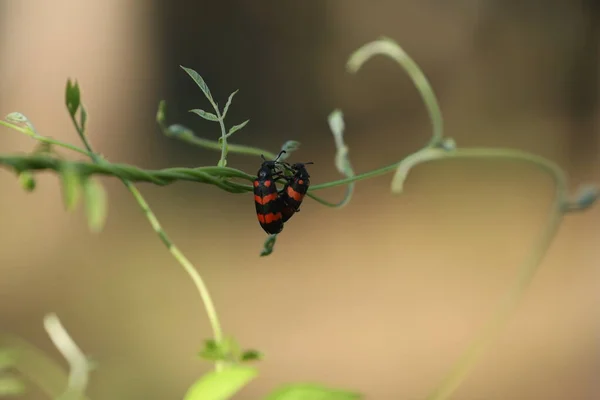 昆虫飞在植物上 — 图库照片