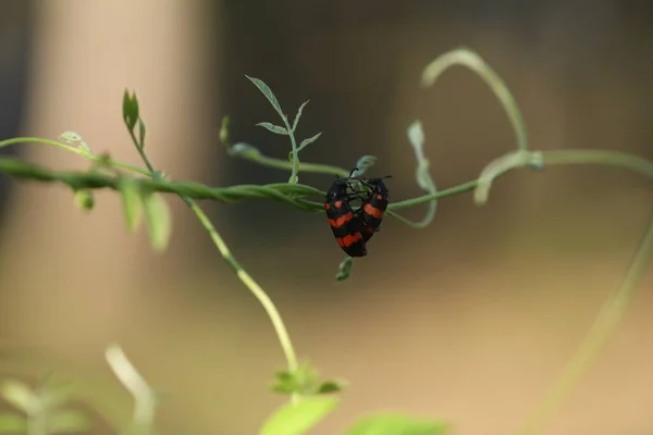 Insect Fly Plant — Zdjęcie stockowe