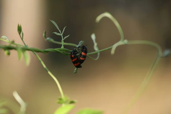 Mouche Insecte Sur Une Plante — Photo