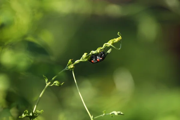 Mosca Insectos Una Planta — Foto de Stock