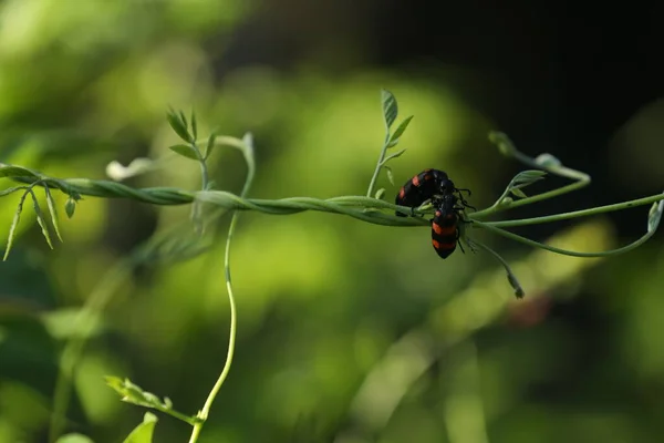 Insect Fly Plant — Zdjęcie stockowe