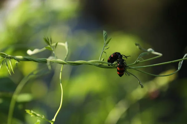 Mosca Insectos Una Planta — Foto de Stock