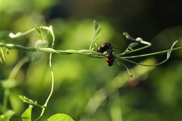 Insect Fly Plant — Zdjęcie stockowe