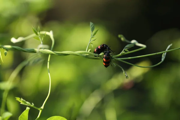 Mosca Insectos Una Planta — Foto de Stock