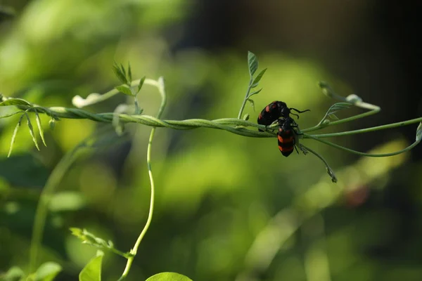 Insect Fly Plant — Zdjęcie stockowe