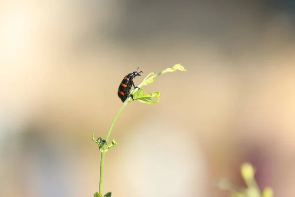 Mosca Inseto Uma Planta — Fotografia de Stock