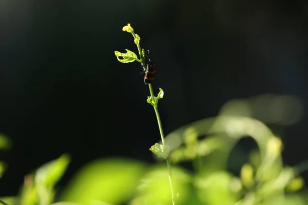 Hmyzí Moucha Rostlině — Stock fotografie