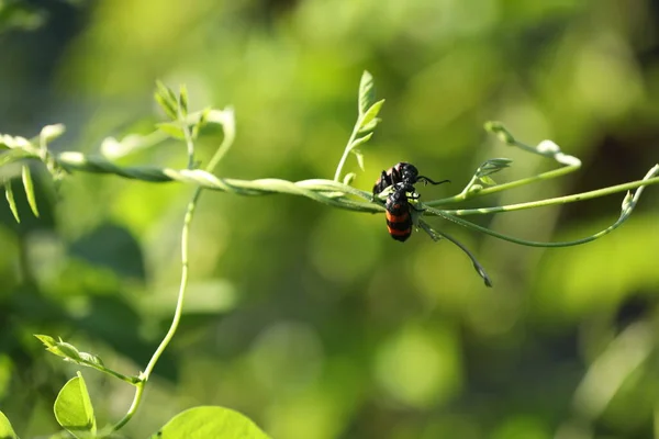 Insect Fly Plant — Stock Photo, Image
