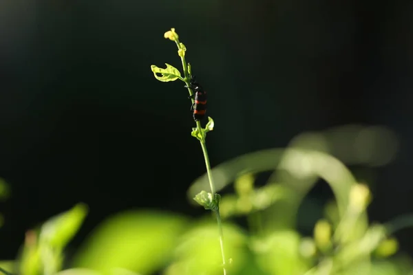 Insekten Fliegen Auf Eine Pflanze — Stockfoto