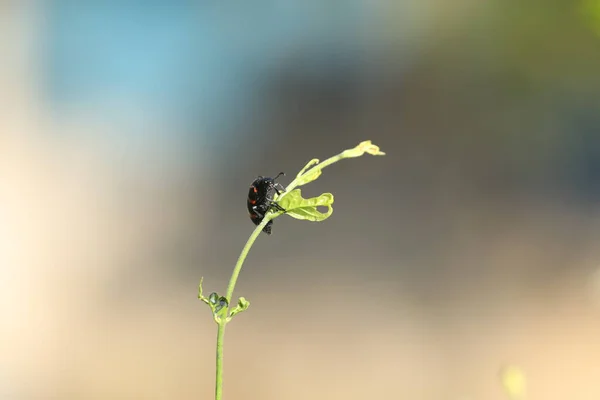 Hmyzí Moucha Rostlině — Stock fotografie