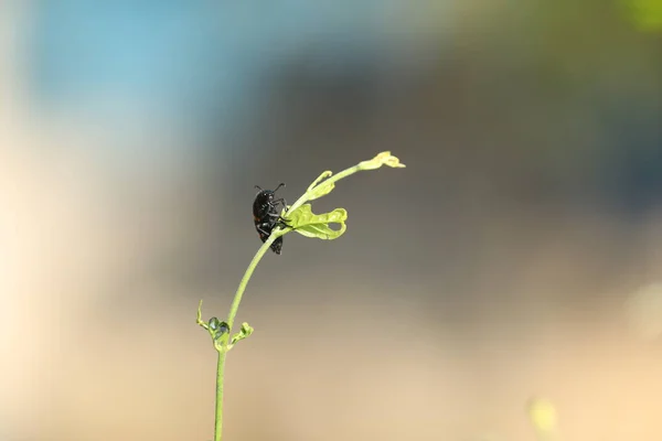 Mosca Inseto Uma Planta — Fotografia de Stock