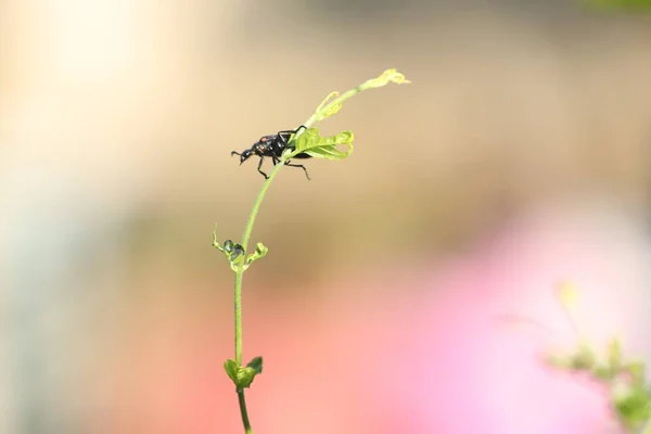 Mosca Insectos Una Planta — Foto de Stock