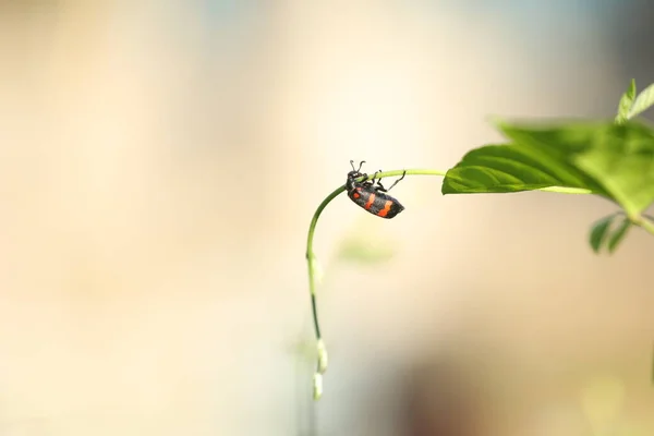 Insect Fly Plant — Stock Photo, Image