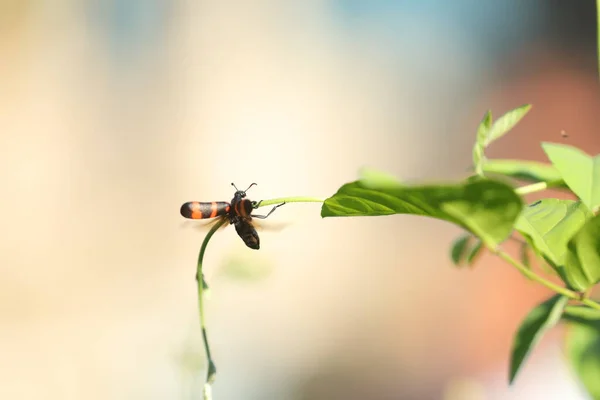 Insekten Fliegen Auf Eine Pflanze — Stockfoto