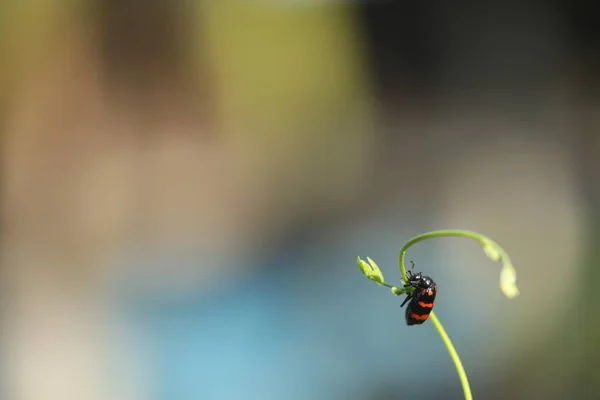 Insect Fly Plant — ストック写真