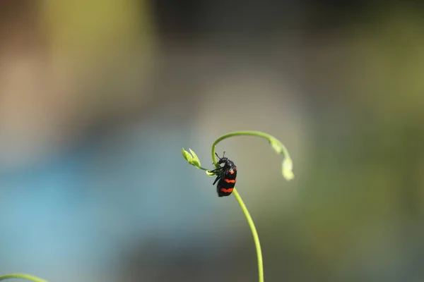 Insect Fly Plant — ストック写真
