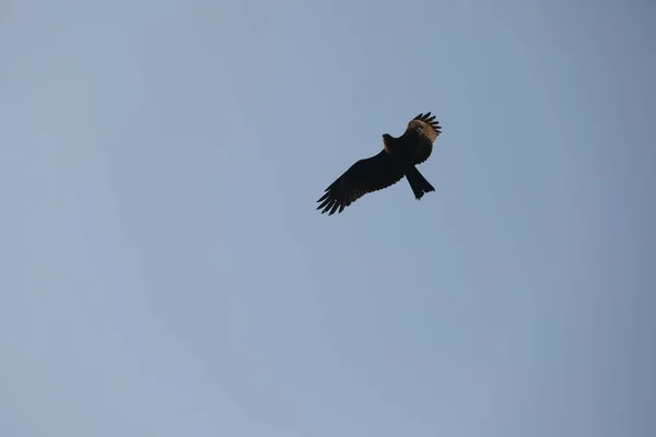 Vogeladler Fliegt Den Himmel — Stockfoto