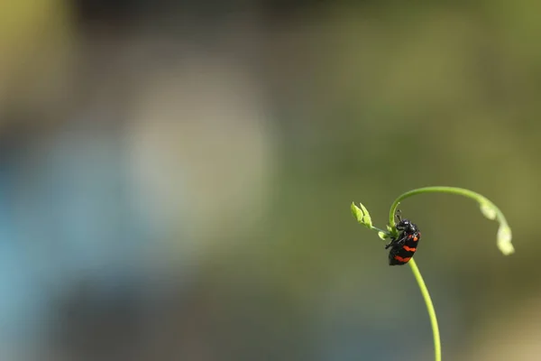 Insectenvlieg Een Plant — Stockfoto