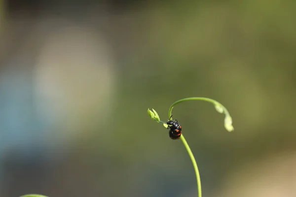 Insekten Fliegen Auf Eine Pflanze — Stockfoto