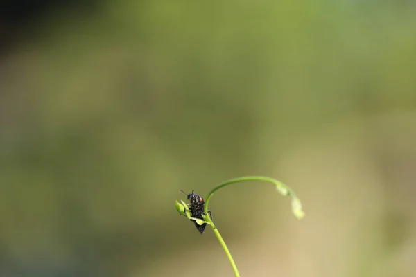 Insect Fly Plant — Stock Photo, Image