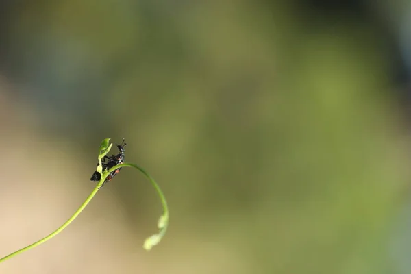Insect Fly Plant — Stock Photo, Image