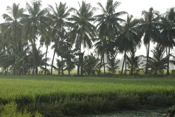 Κατεστραμμένα Χωράφια Ρυζιού Στην Αγροτική Περιοχή — Φωτογραφία Αρχείου