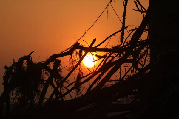 Wurzeln Einem Sonnenuntergang — Stockfoto