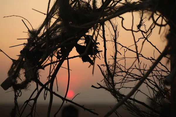 Wurzeln Einem Sonnenuntergang — Stockfoto