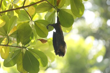 Ağaçtaki Kuş Ölü Yarasa