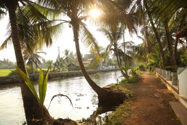 Kerala Hindistan 'da hindistan cevizi ağacı