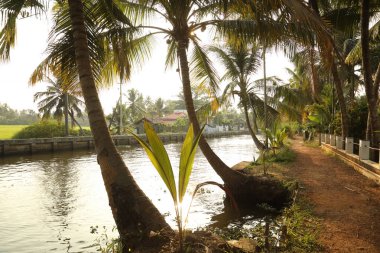 Kerala Hindistan 'da hindistan cevizi ağacı