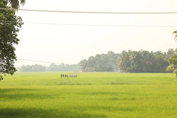 Champs Verts Kerala Inde — Photo