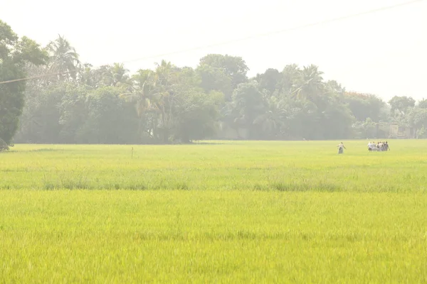 Campos Verdes Kerala India —  Fotos de Stock