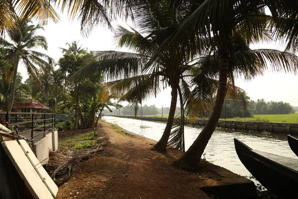 Kokosnötsträd Fält Kerala Indien — Stockfoto