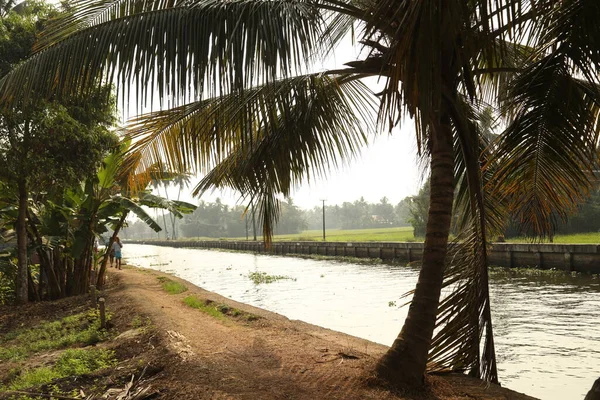 Árbol Coco Los Campos Kerala India —  Fotos de Stock